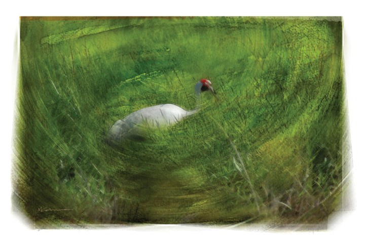 M Cannon Brolga on Fogg Dam